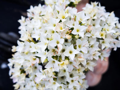 Weisse Blüten