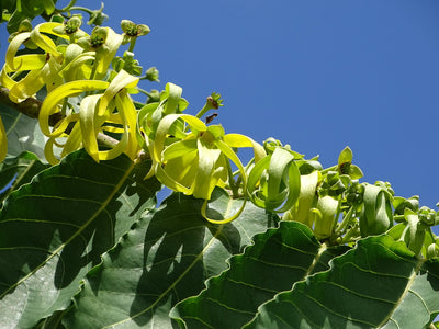 Ylang-Ylang
