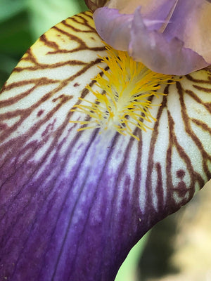 Iris