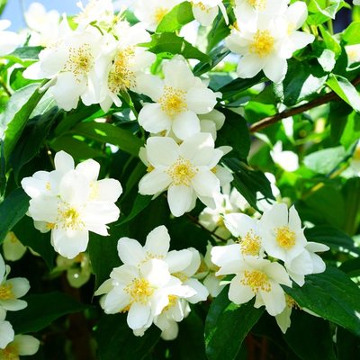 Jasmin