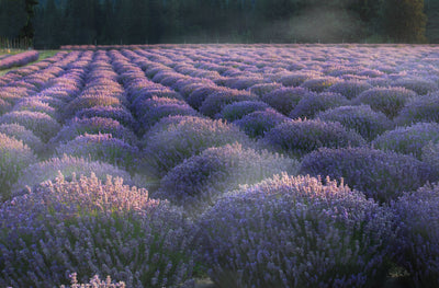 Lavendel