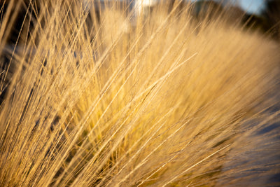 Vetiver